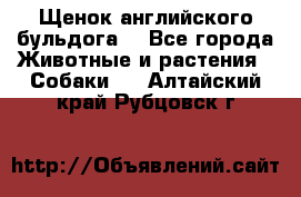 Щенок английского бульдога  - Все города Животные и растения » Собаки   . Алтайский край,Рубцовск г.